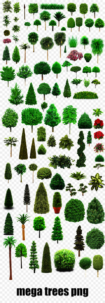 Tree, Plants, Pine, White Pine, Canadian Fir PNG Tree, Plants, Pine, White Pine, Canadian Fir PNG