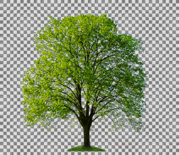 Tree, Plants, Plant, transparent png image & clipart free download