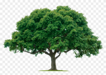 Tree Png - 1000 Pics - Oak Tree Png