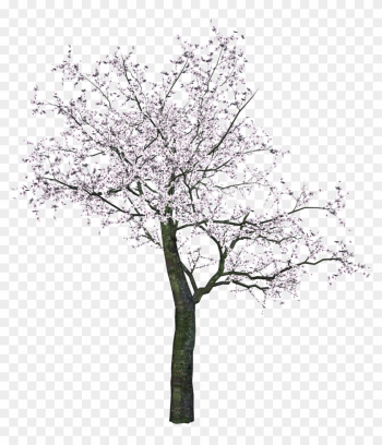 Tree Png Image - Cherry Blossom Tree Render