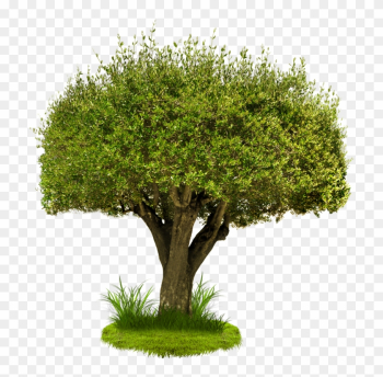 Tree Png Image - Tree Images In Png