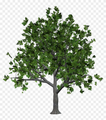 Tree Png Image - Wood Tree Png