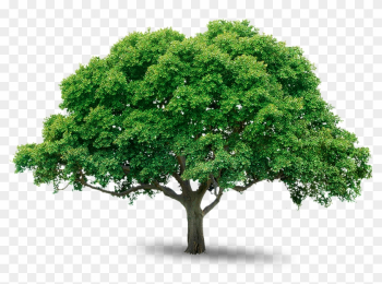 Tree Png Images Pictures - Png Trees Free Download