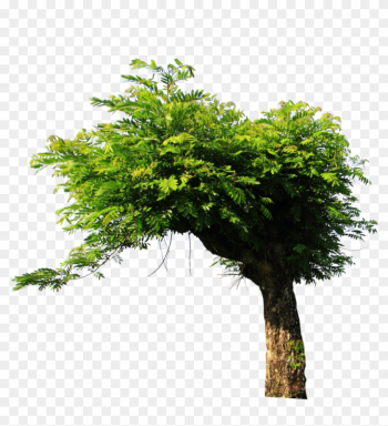 Tree Png Stock By Ady-stock - Tree Stock Image Png