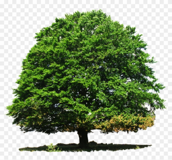 Tree Png Transparent Image - All Tree Png