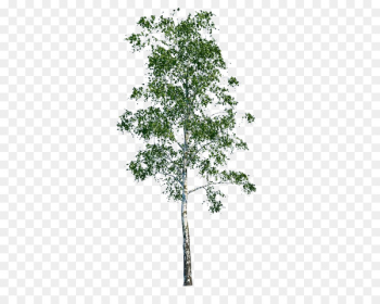 Tree Populus nigra Architecture - Silver Birch Tree Populus nigra Architecture - Silver Birch