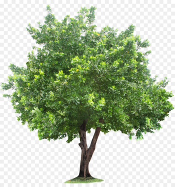 Tree Root - tree Tree Root - tree