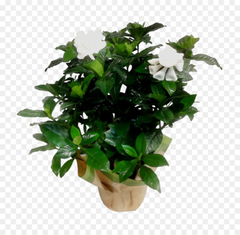 Tree Shrub Box Flower Bougainvillea -  