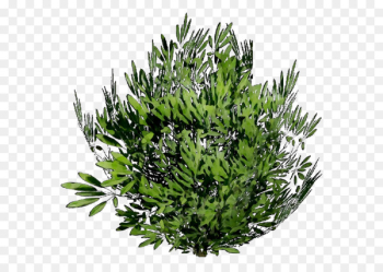 Tree Shrub Herb - Tree Shrub Herb -