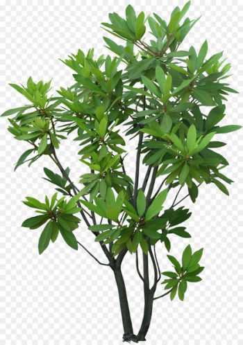 Tree Shrub Plant Evergreen Garden - tree png 