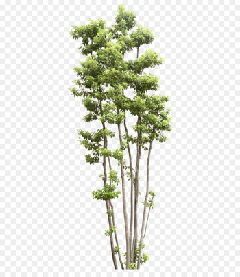 Tree Shrub Transparency and translucency - Trees Tree Shrub Transparency and translucency - Trees