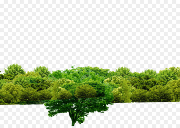 Tree Shulin District Forest Download - forest Tree Shulin District Forest Download - forest