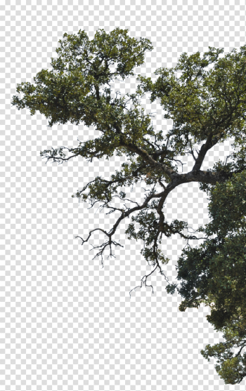 Tree side png 2 » PNG Image