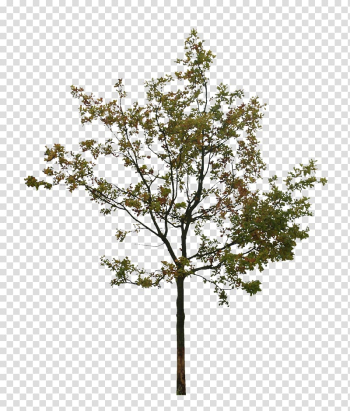 Tree Silhouette , watercolor tree transparent background PNG clipart Tree Silhouette , watercolor tree transparent background PNG clipart