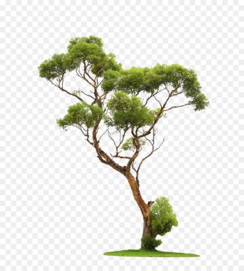 Tree Stock photography - Trees Tree Stock photography - Trees