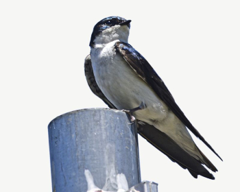 Tree swallow bird collage element | Free PSD - rawpixel Tree swallow bird collage element | Free PSD - rawpixel