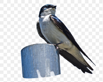 Tree swallow bird png sticker, | Free PNG - rawpixel Tree swallow bird png sticker, | Free PNG - rawpixel
