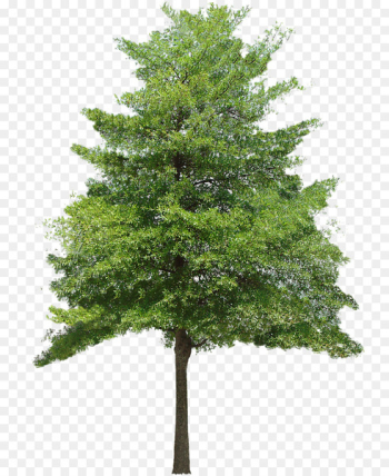 Tree Texture mapping 3D computer graphics Clip art - Free Download Tree Vector Png 