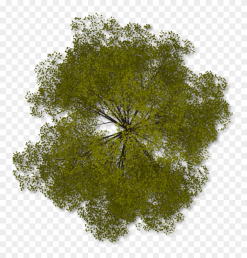 Tree Top Png Clipart - Trees In Plan Png