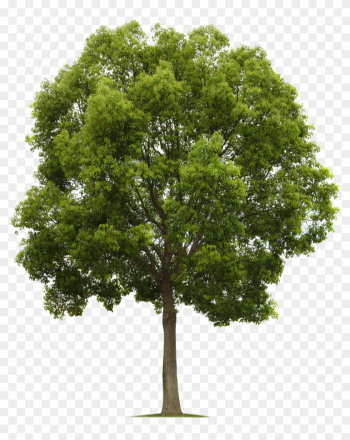 Tree Transparent Png Photo - Trees Png High Quality Tree Transparent Png Photo - Trees Png High Quality