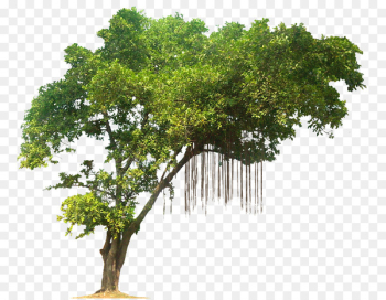 Tree Tropical rainforest - Jungle Tree PNG Image Tree Tropical rainforest - Jungle Tree PNG Image