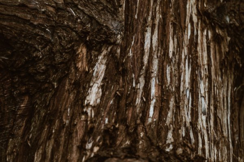 Tree Trunk Closeup Tree Trunk Closeup