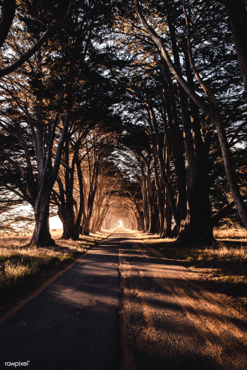 Tree tunnel at Point Reyes National Seashore .. | Free stock photo - 429962 Tree tunnel at Point Reyes National Seashore .. | Free stock photo - 429962