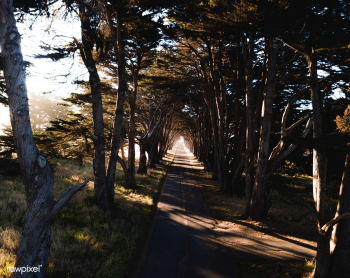 Tree tunnel at Point Reyes National Seashore .. | Free stock photo - 430076 Tree tunnel at Point Reyes National Seashore .. | Free stock photo - 430076