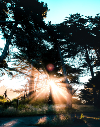 Tree tunnel at Point Reyes National Seashore .. | Free stock photo - 430083 Tree tunnel at Point Reyes National Seashore .. | Free stock photo - 430083