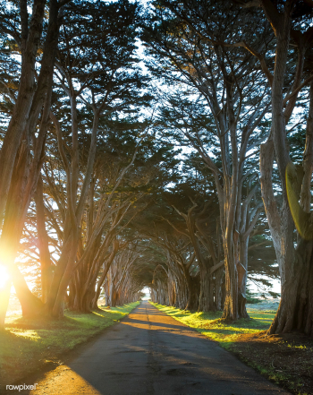 Tree tunnel at Point Reyes National Seashore .. | Free stock photo - 430222 Tree tunnel at Point Reyes National Seashore .. | Free stock photo - 430222