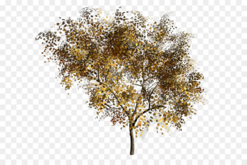 Tree Twig Painting Portable Network Graphics - tree 