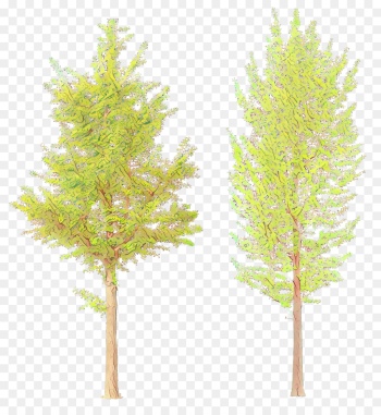 tree white pine lodgepole pine red pine plant tree white pine lodgepole pine red pine plant
