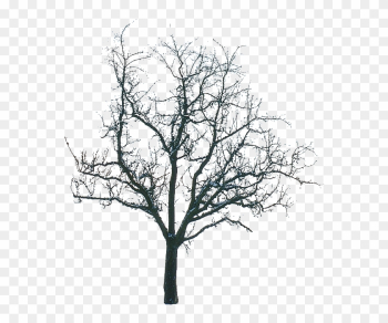 Tree Winter Tree Winter
