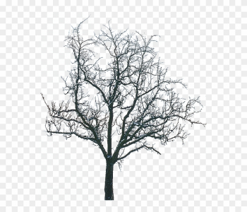 Tree Winter Tree Winter