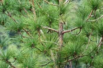 Tree With Green Leaves Tree With Green Leaves