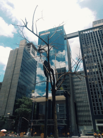 Tree With No Leaf With Building Background Tree With No Leaf With Building Background