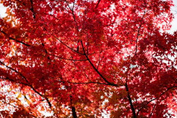 Tree with Red Leaves Tree with Red Leaves