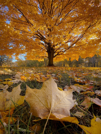 Tree With Yellow Leaves Tree With Yellow Leaves