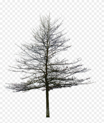 Tree Without Leaves Png - Picsart Tree Png