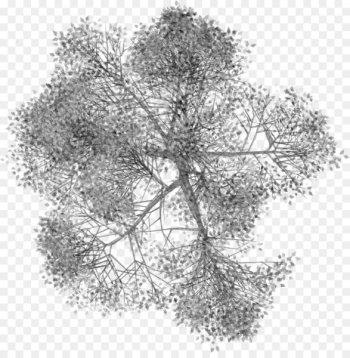 Tree Woody plant - arboles Tree Woody plant - arboles