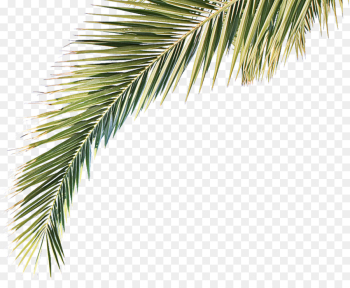 tree yellow fir oregon pine white pine red pine tree yellow fir oregon pine white pine red pine