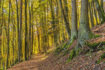 Trees