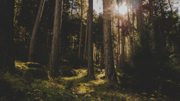Trees
