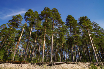 Trees