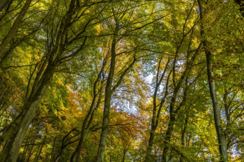 Trees