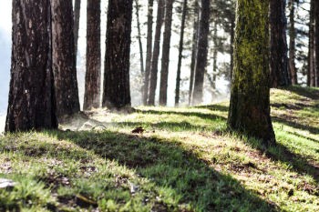 Trees 