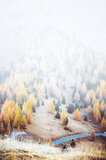 Trees
