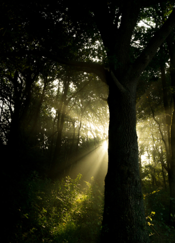 Trees Against Crepuscular Rays Trees Against Crepuscular Rays