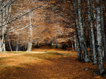 Trees And Autumn Leaves Trees And Autumn Leaves
