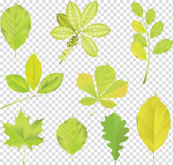 Trees and Leaves Leaf , Leaf transparent background PNG clipart Trees and Leaves Leaf , Leaf transparent background PNG clipart